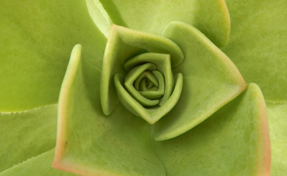 Buffalo & Erie County Botanical Gardens Year Family Membership
