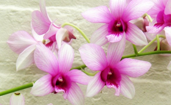 Buffalo & Erie County Botanical Gardens Year Family Membership