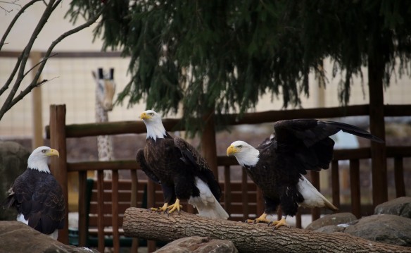 $9 to the Elmwood Park Zoo