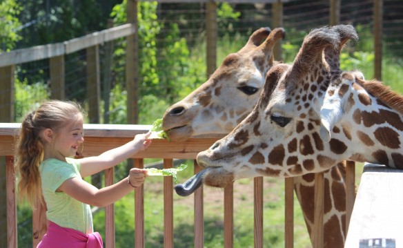 $9 to the Elmwood Park Zoo