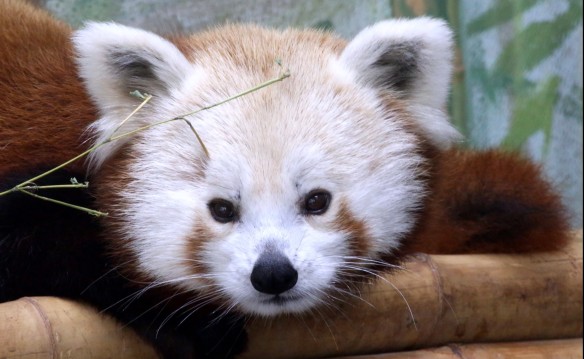 $9 to the Elmwood Park Zoo