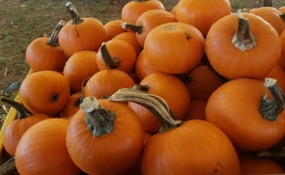 Liepold Farms 2017 PERKS Plus offer