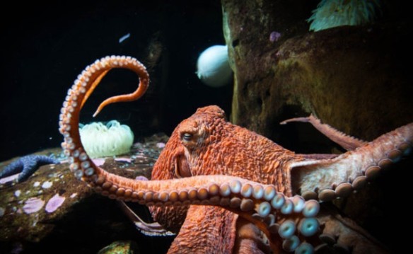 Oregon Coast Aquarium Admission Fall 2017