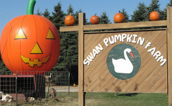 Swan's Farm Pumpkin Harvest