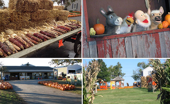 Swan's Farm Pumpkin Harvest