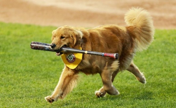 Trenton Thunder Regular Season Tickets